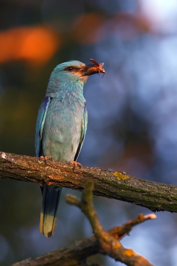 Krakľa s chrústikom