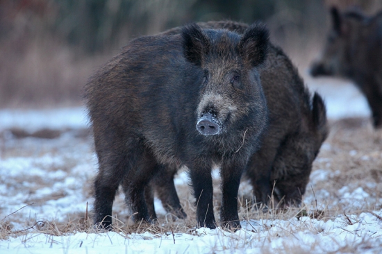 Smutný pohľad diviaka