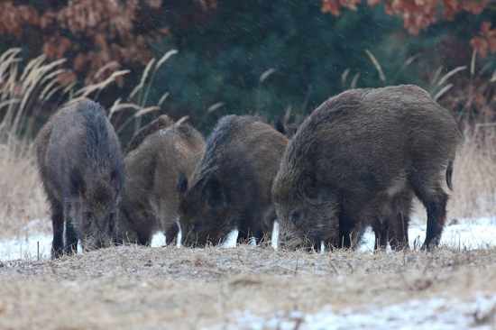 Dnes ich došlo trochu viac