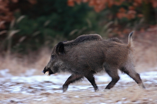 Niečo cvaklo, tak zdrhám.