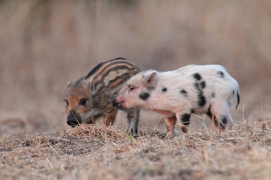 Trochu rozdielne sfarbenie,ale bratia.