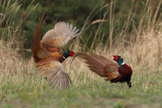 Keď ide o ženskú...