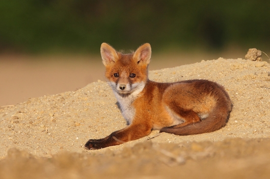 Dnes mi dala mamka zaracha.