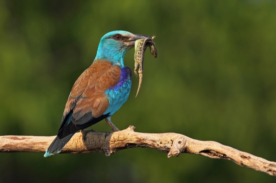 Krakľa belasá-lovec