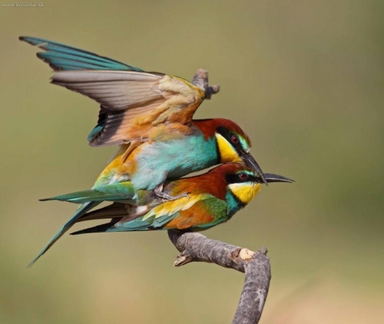 Párenie Včelárikov