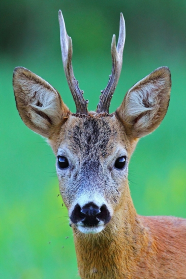 Mlaďas dôveroval vábničke.