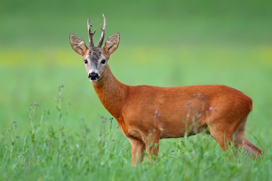 Nepravidelný osmorák