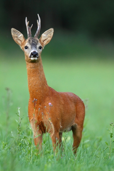 Dobehol ma potešiť.
