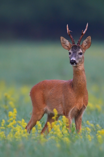 Ráno sa mi nechcelo vstávať.