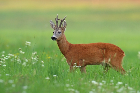 Ďalší do série fotoúlovkov.