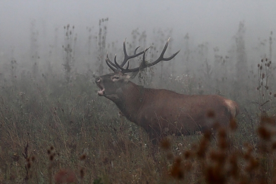 Ruja a klasické jesenné ráno.