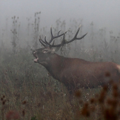 Ruja a klasické jesenné ráno.