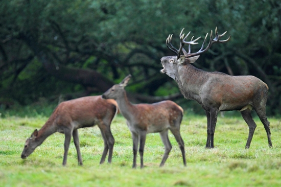 To sú moje jeleničky
