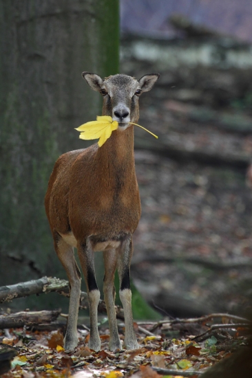 Muflonka s odkazom jesene.