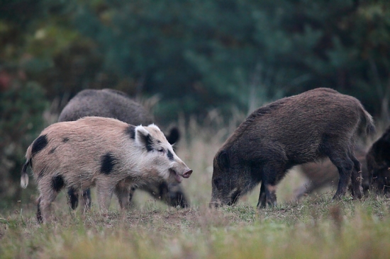Blonďák sa po pól roku ukázal.