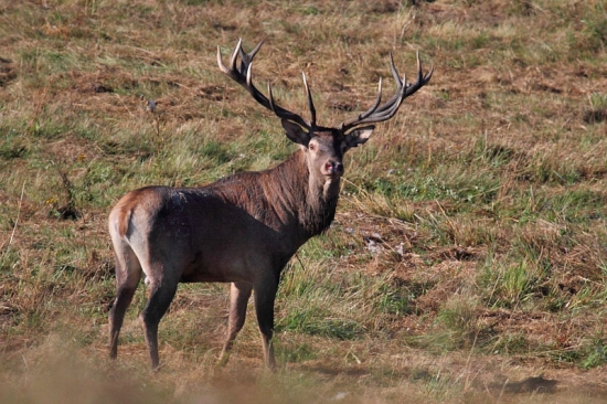 Nečakané stretnutie.
