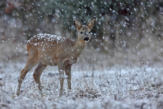 Zimička už prišla.