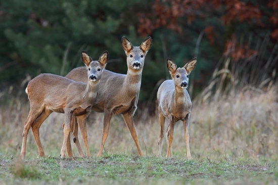Dvaja nezbedníci s mamou.