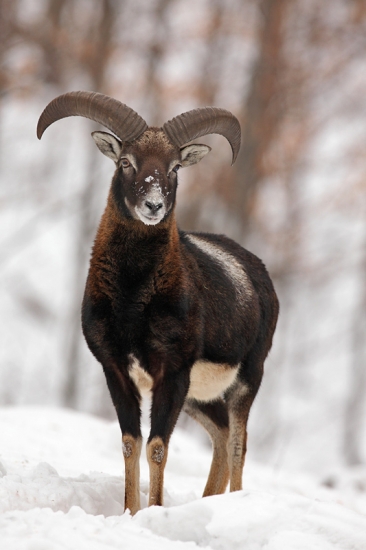 Čertovsky chovný muflon