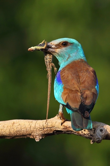 Šperk medzi vtákmi