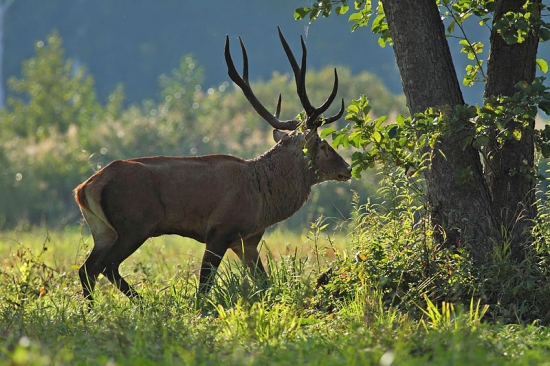 Obojstranne vidlový