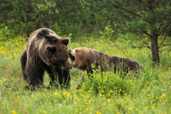 Čo zasa reveš stará.