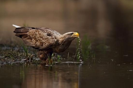 Po dobrej rybke, dúšok vody.