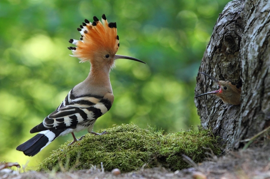 Dudok chochlatý s mláďaťom.