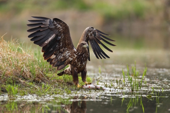 Majestátny orliak morský.