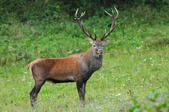 Jeleň v archíve nikdy nezhadzuje