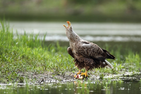 Kráľ oznamujúci svoju nadradenosť.