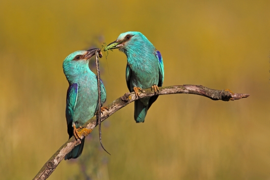 Krakľa belasá je všestranný lovec
