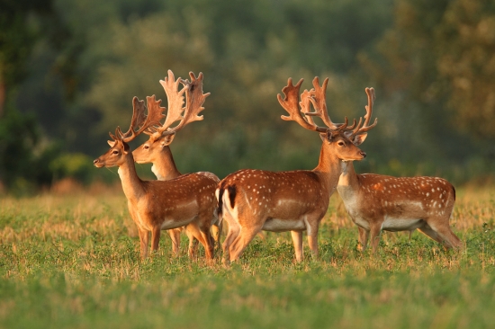 Slniečko zachádza a zver vychádza.