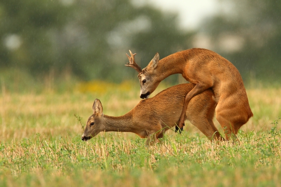 Konečne sa srnček dočkal