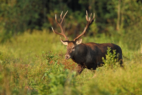 Začiatok ruje je tu.