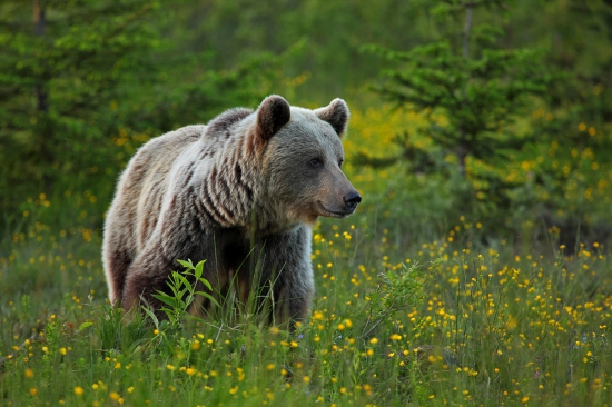 Už len ho pohladit po tej jemnej srsti.