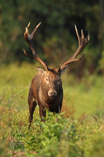 Hľadajúci jelenice