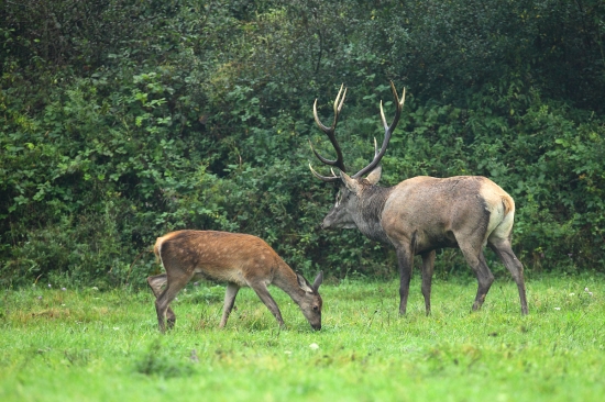 Starý pánko s vnúčatkom.