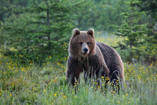 Cvakanie ho zaujalo.