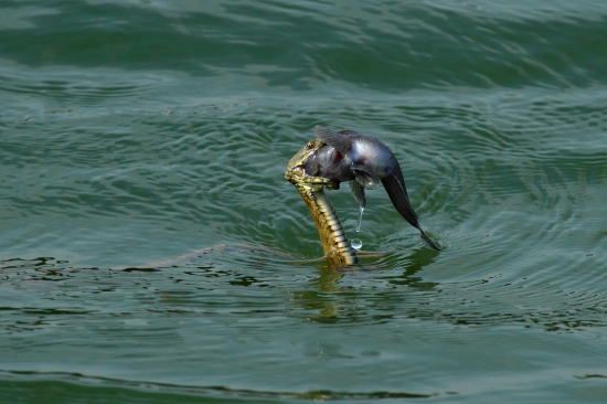 Nenažraná.Užovka fŕkaná.