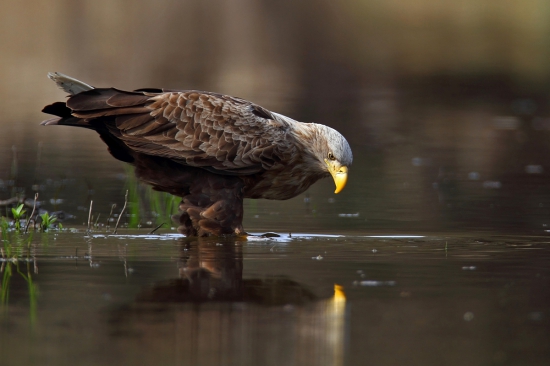 Orliak morský zahľadený do zrkadla.