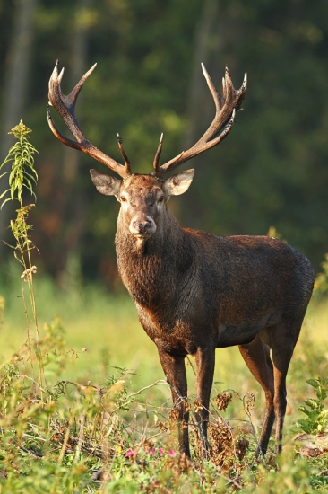 Prišiel ma pozdravit.