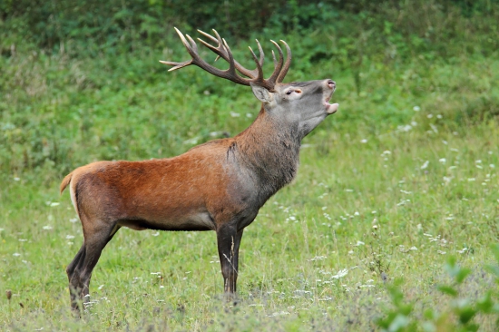 Posledné auuú pre jeleniarov.