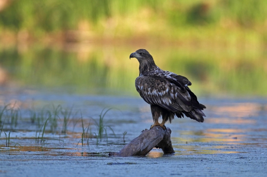 Orliak morský a skoré ráno.