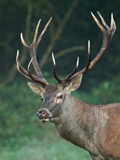 Jeleň na pár metrov.