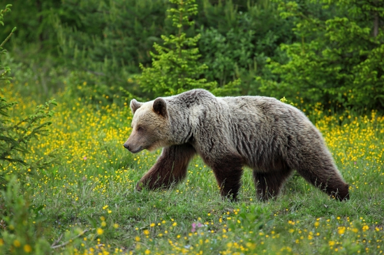 Krásna Slovenská šelma.