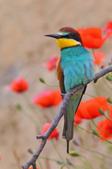 Teraz si odskočili do Afriky.