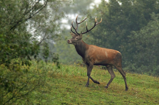 Jeleník a chmúrne ráno.