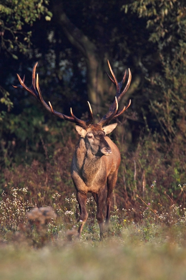 Môj najkrajší jeleník.