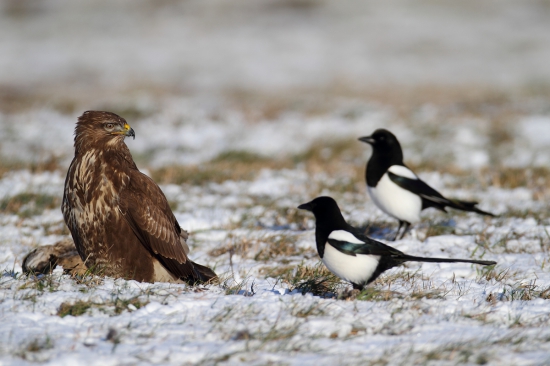 Stretnutie konkurentov